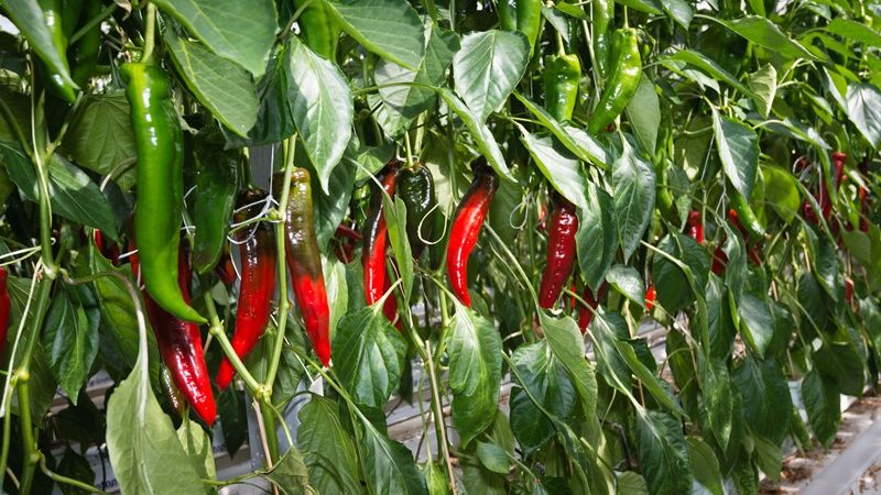 Nederland sluit belastingverdrag met Chili  