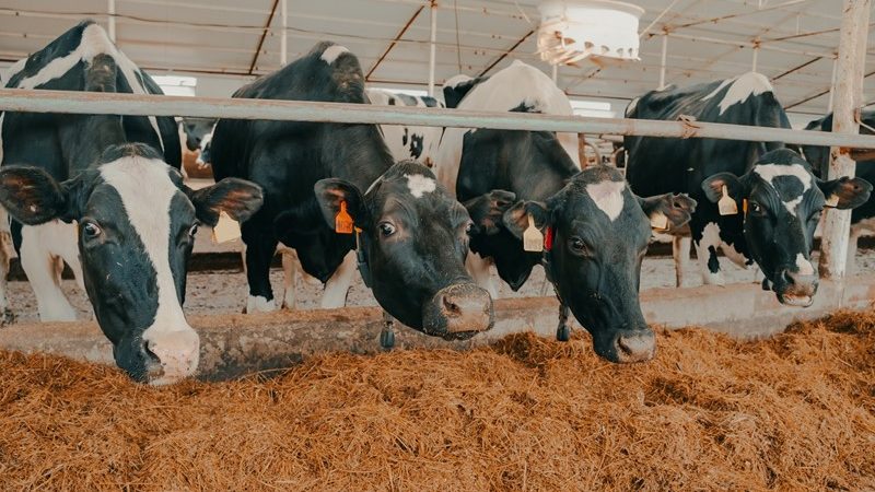 Aangepaste emissiefactoren bij aanpak piekbelasting en Lbv  