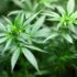 Ondernemer betrapt op drugshandel: hof bevestigt redelijkheid schatting inspecteur