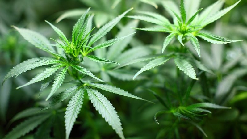 Ondernemer betrapt op drugshandel: hof bevestigt redelijkheid schatting inspecteur  