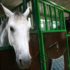 Paardenaccommodatie als onderdeel van de eigen woning?