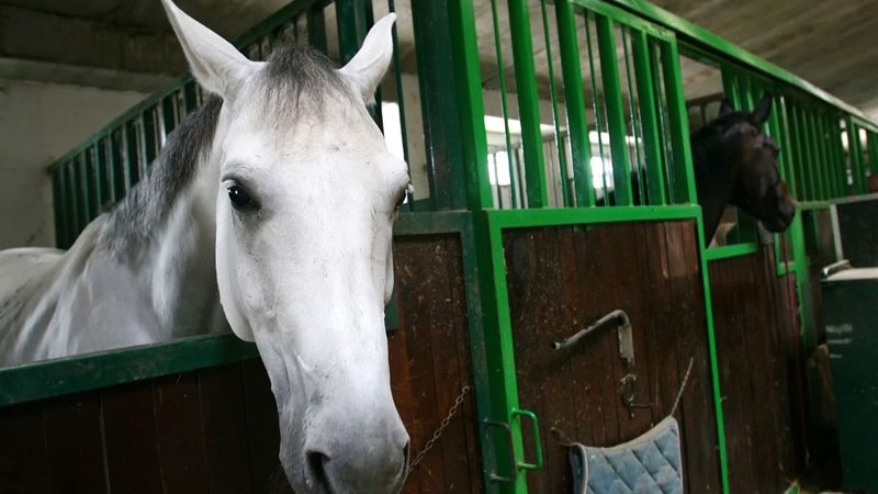 Paardenaccommodatie als onderdeel van de eigen woning?  